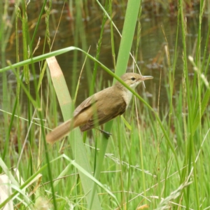 Acrocephalus australis at Fyshwick, ACT - 28 Nov 2021