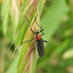 Bibio superfluus at Fyshwick, ACT - 28 Nov 2021 12:33 PM