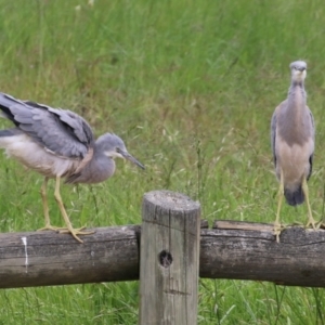 Egretta novaehollandiae at Monash, ACT - 28 Nov 2021