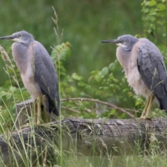 Egretta novaehollandiae at Monash, ACT - 28 Nov 2021 02:14 PM