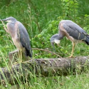 Egretta novaehollandiae at Monash, ACT - 28 Nov 2021 02:14 PM