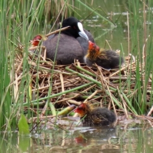 Fulica atra at Monash, ACT - 28 Nov 2021