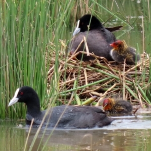 Fulica atra at Monash, ACT - 28 Nov 2021