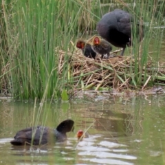 Fulica atra at Monash, ACT - 28 Nov 2021