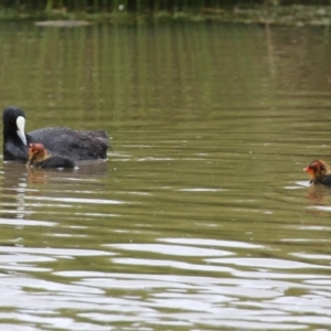 Fulica atra at Monash, ACT - 28 Nov 2021