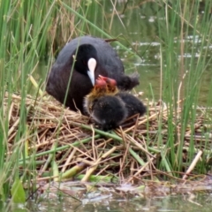 Fulica atra at Monash, ACT - 28 Nov 2021