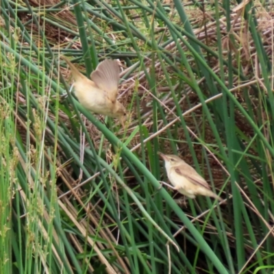 Acrocephalus australis (Australian Reed-Warbler) at Monash, ACT - 28 Nov 2021 by RodDeb