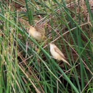 Acrocephalus australis at Monash, ACT - 28 Nov 2021 01:37 PM