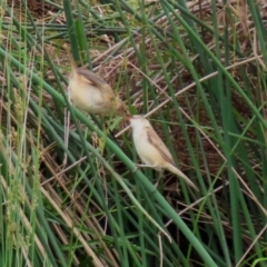 Acrocephalus australis at Monash, ACT - 28 Nov 2021 01:37 PM