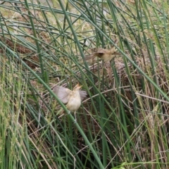 Acrocephalus australis at Monash, ACT - 28 Nov 2021 01:37 PM