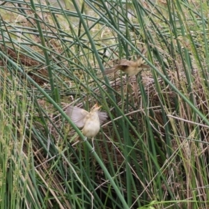 Acrocephalus australis at Monash, ACT - 28 Nov 2021 01:37 PM