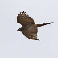 Accipiter cirrocephalus (Collared Sparrowhawk) at Tuggeranong Creek to Monash Grassland - 28 Nov 2021 by RodDeb