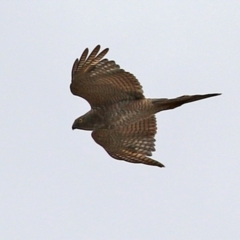 Tachyspiza cirrocephala (Collared Sparrowhawk) at Monash, ACT - 28 Nov 2021 by RodDeb