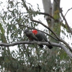 Callocephalon fimbriatum (Gang-gang Cockatoo) at Acton, ACT - 26 Nov 2021 by TimL