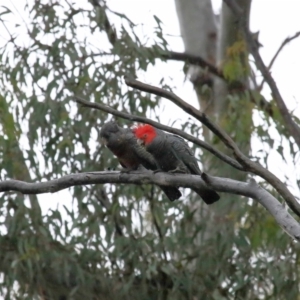 Callocephalon fimbriatum at Acton, ACT - 26 Nov 2021