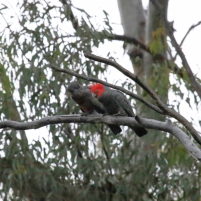 Callocephalon fimbriatum (Gang-gang Cockatoo) at ANBG - 26 Nov 2021 by TimL