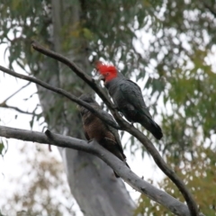 Callocephalon fimbriatum at Acton, ACT - 26 Nov 2021