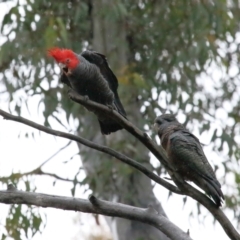 Callocephalon fimbriatum at Acton, ACT - 26 Nov 2021