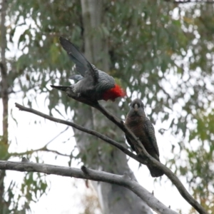 Callocephalon fimbriatum at Acton, ACT - 26 Nov 2021