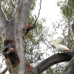 Callocephalon fimbriatum (Gang-gang Cockatoo) at ANBG - 26 Nov 2021 by TimL