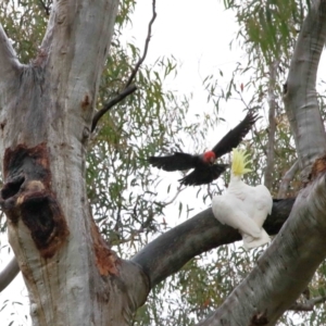 Callocephalon fimbriatum at Acton, ACT - suppressed