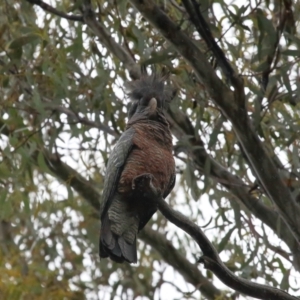 Callocephalon fimbriatum at Acton, ACT - 26 Nov 2021