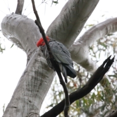 Callocephalon fimbriatum at Acton, ACT - 26 Nov 2021