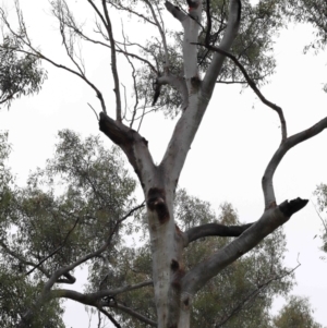 Callocephalon fimbriatum at Acton, ACT - suppressed