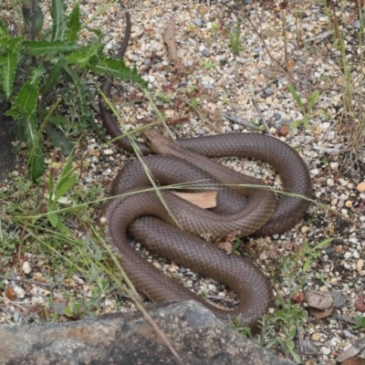 Pseudonaja textilis (Eastern Brown Snake) at ANBG - 28 Nov 2021 by TimL