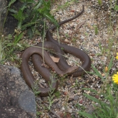 Pseudonaja textilis at Acton, ACT - 28 Nov 2021