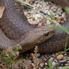 Pseudonaja textilis at Acton, ACT - 28 Nov 2021