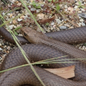 Pseudonaja textilis at Acton, ACT - 28 Nov 2021