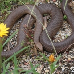 Pseudonaja textilis at Acton, ACT - 28 Nov 2021