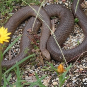 Pseudonaja textilis at Acton, ACT - 28 Nov 2021