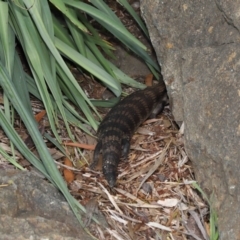 Tiliqua scincoides scincoides at Acton, ACT - 28 Nov 2021