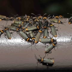 Chauliognathus lugubris (Plague Soldier Beetle) at ANBG - 28 Nov 2021 by TimL