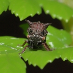 Pogonella minutus (Tiny two-spined treehopper) at Acton, ACT - 28 Nov 2021 by TimL