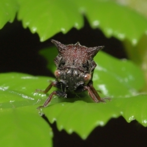 Pogonella minutus at Acton, ACT - 28 Nov 2021