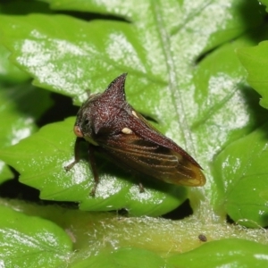 Pogonella minutus at Acton, ACT - 28 Nov 2021 10:55 AM