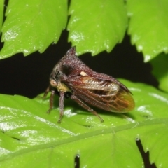 Pogonella minutus at Acton, ACT - 28 Nov 2021