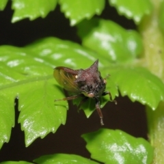 Pogonella minutus at Acton, ACT - 28 Nov 2021 10:55 AM