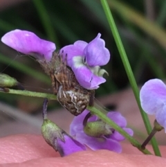 Glycine microphylla (Small-leaf Glycine) at Yaouk, NSW - 28 Nov 2021 by Ned_Johnston