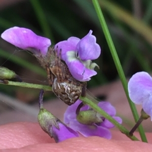 Glycine microphylla at Yaouk, NSW - 28 Nov 2021 11:18 AM