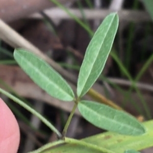 Glycine microphylla at Yaouk, NSW - 28 Nov 2021 11:18 AM
