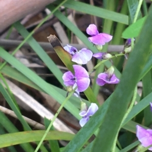 Glycine microphylla at Yaouk, NSW - 28 Nov 2021 11:18 AM