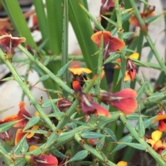 Daviesia ulicifolia (Gorse Bitter-pea) at Yaouk, NSW - 28 Nov 2021 by Ned_Johnston