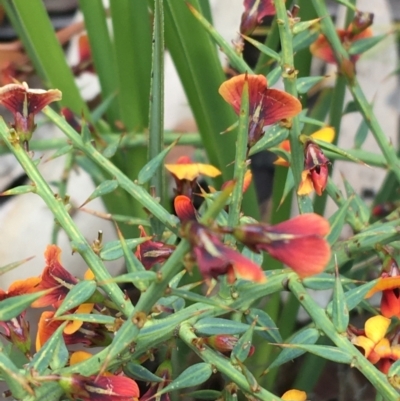 Daviesia ulicifolia (Gorse Bitter-pea) at Yaouk, NSW - 28 Nov 2021 by Ned_Johnston