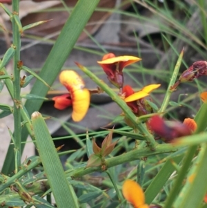 Daviesia ulicifolia at Yaouk, NSW - 28 Nov 2021