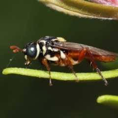 Perginae sp. (subfamily) (Unidentified pergine sawfly) at Acton, ACT - 28 Nov 2021 by TimL