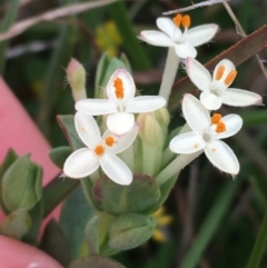 Pimelea linifolia subsp. caesia (Slender Rice Flower) at Yaouk, NSW - 27 Nov 2021 by Ned_Johnston